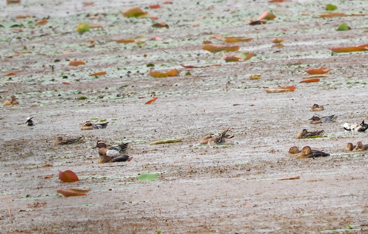 Garganey - ML616101980