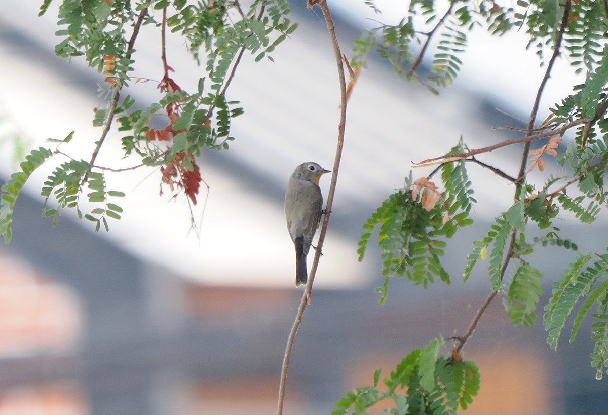 Taiga Flycatcher - ML616101999