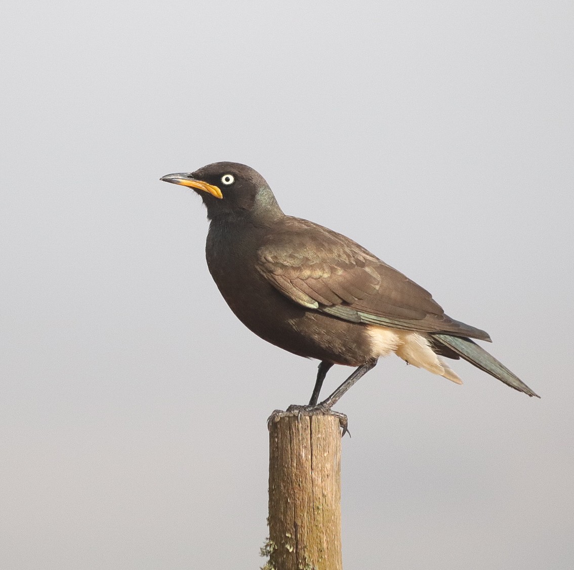 African Pied Starling - ML616102000