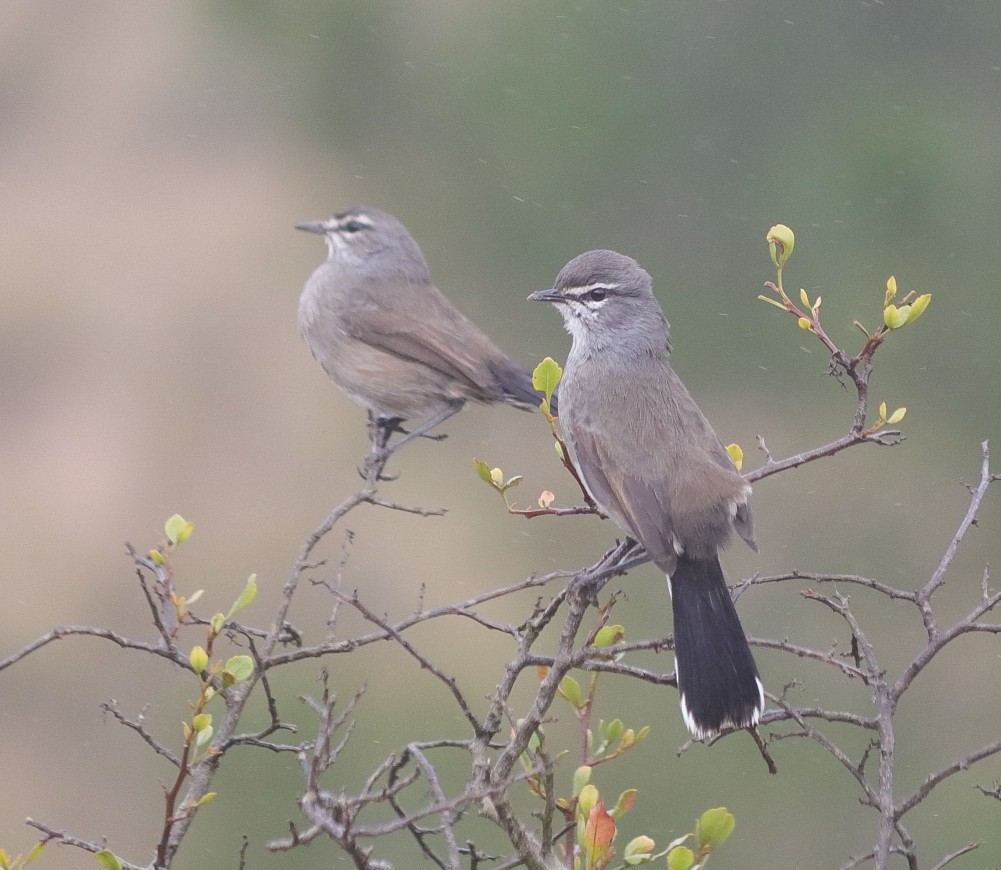 Karoo Scrub-Robin - ML616102002