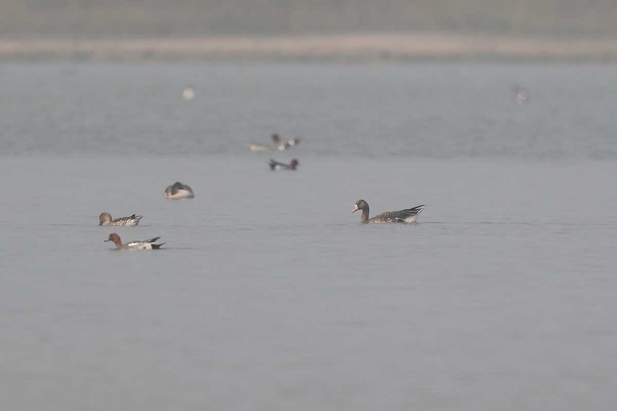 Greater White-fronted Goose - ML616102007