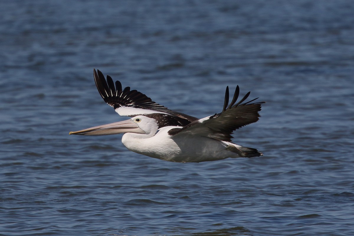 pelikán australský - ML616102105
