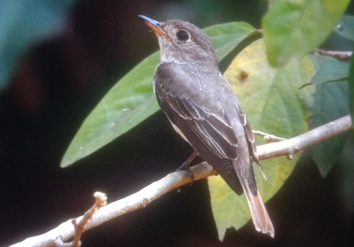 Asian Brown Flycatcher - ML616102134