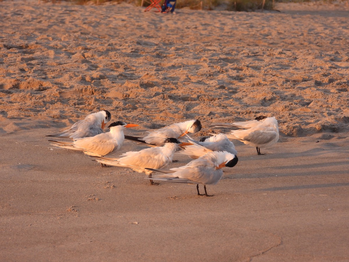 Royal Tern - ML616102141