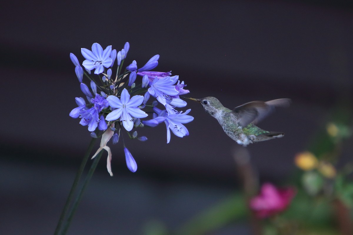 Anna's Hummingbird - ML616102147