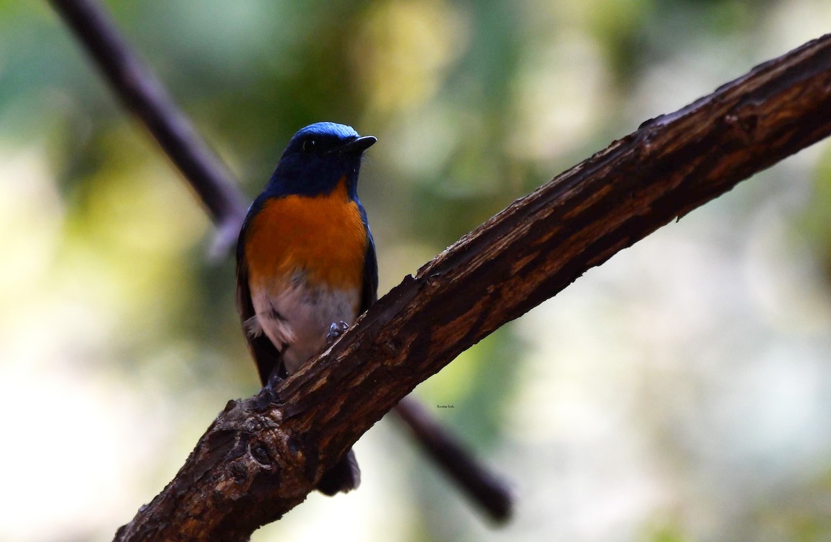 Blue-throated Flycatcher - ML616102152