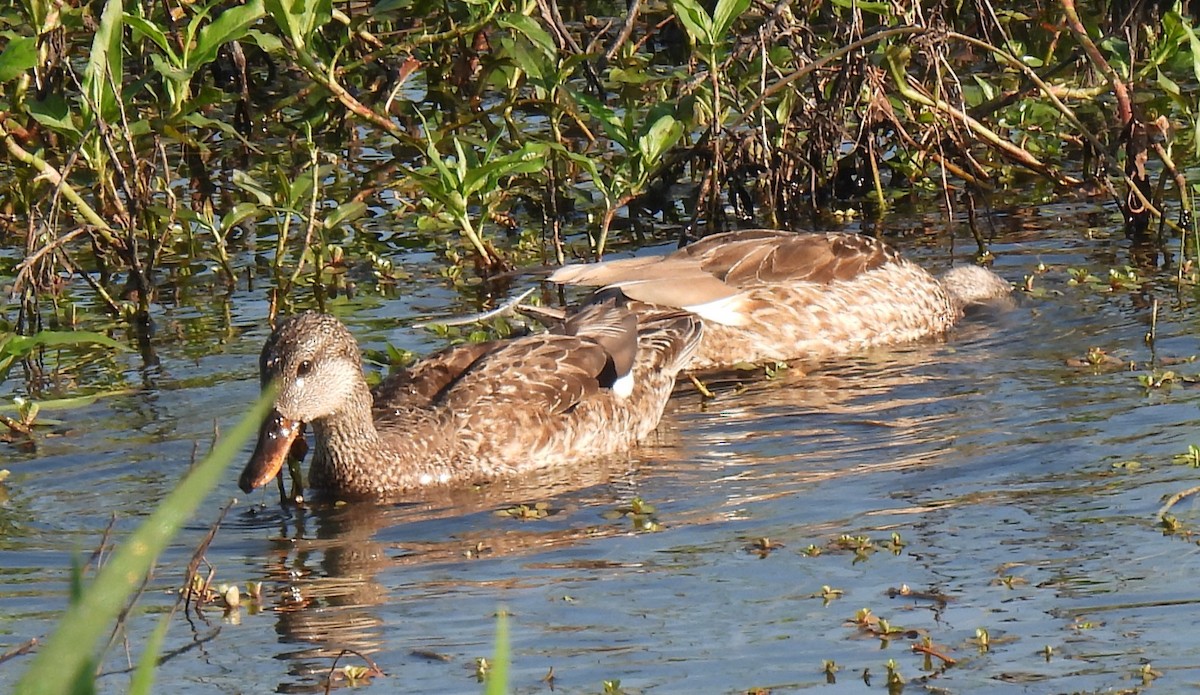 Gadwall - ML616102165