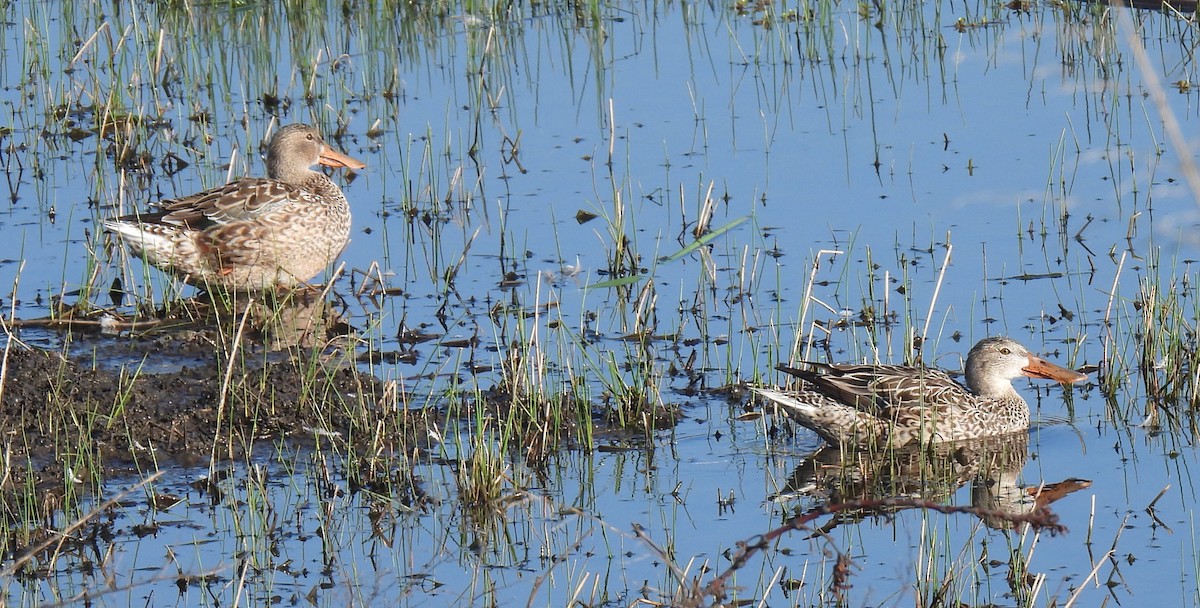 Northern Shoveler - ML616102167