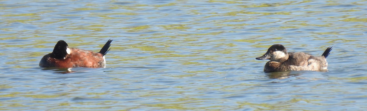 Ruddy Duck - ML616102173