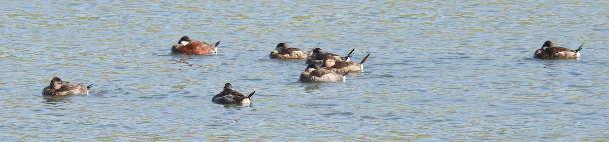 Ruddy Duck - ML616102178