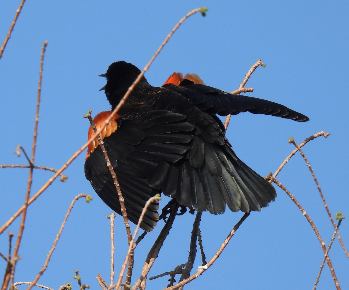 Red-winged Blackbird - ML616102186