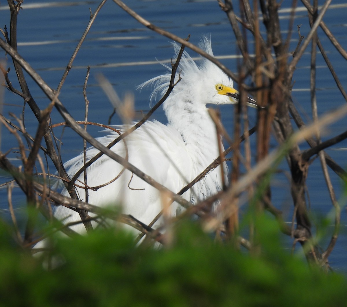 Snowy Egret - ML616102195