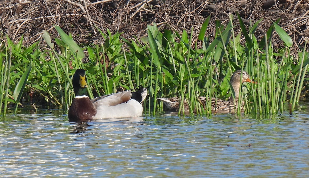 Mallard (Domestic type) - ML616102197