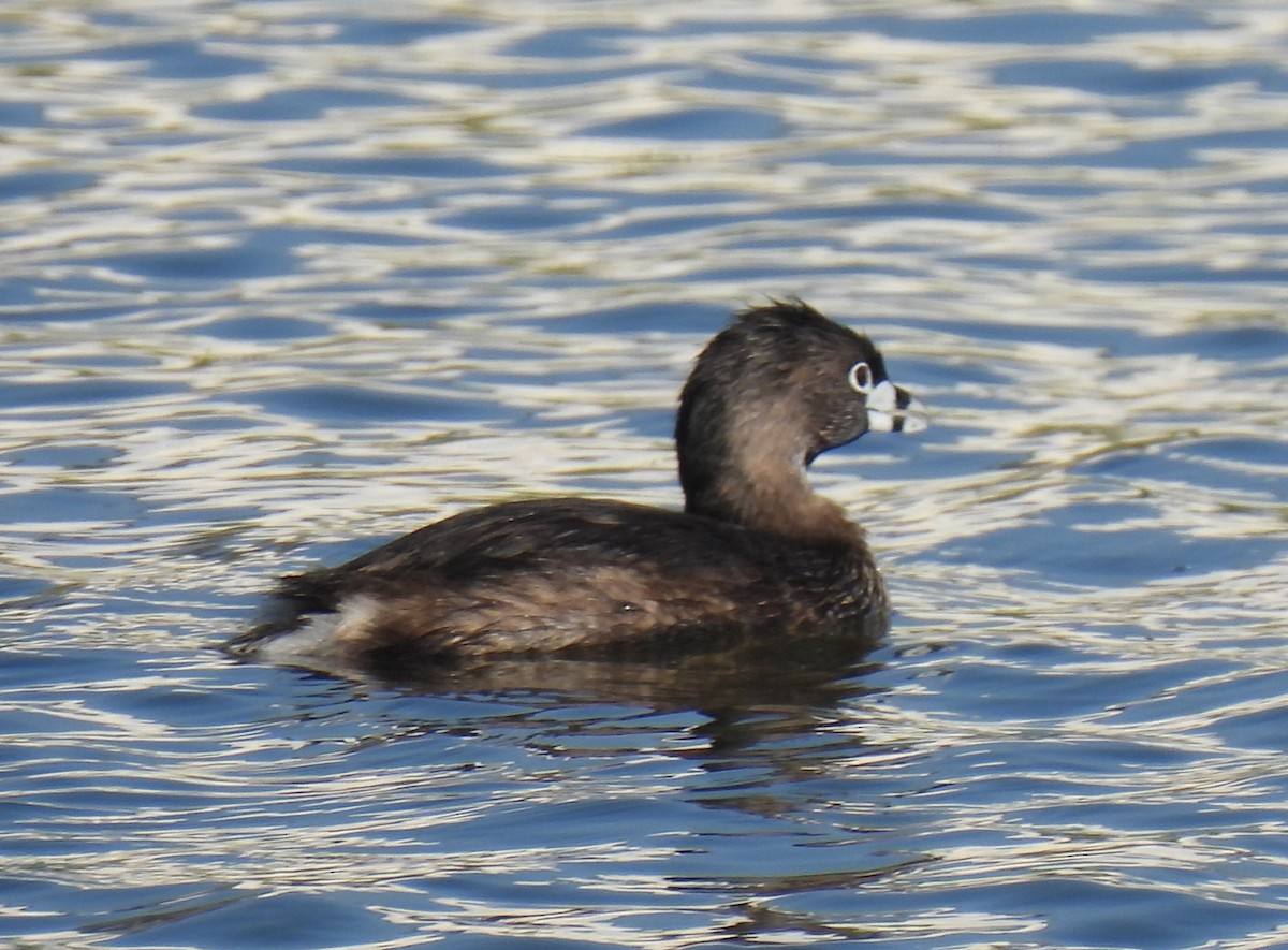 Pied-billed Grebe - ML616102208