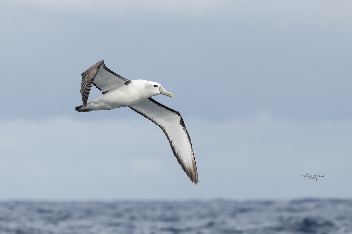 White-capped Albatross - ML616102214