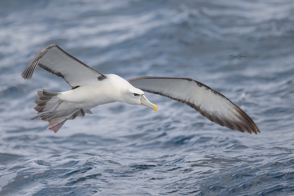 White-capped Albatross - ML616102216