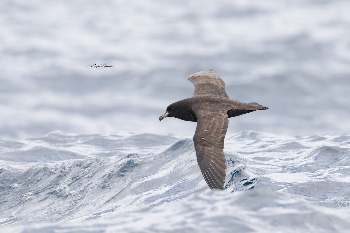 Parkinson's Petrel - ML616102220