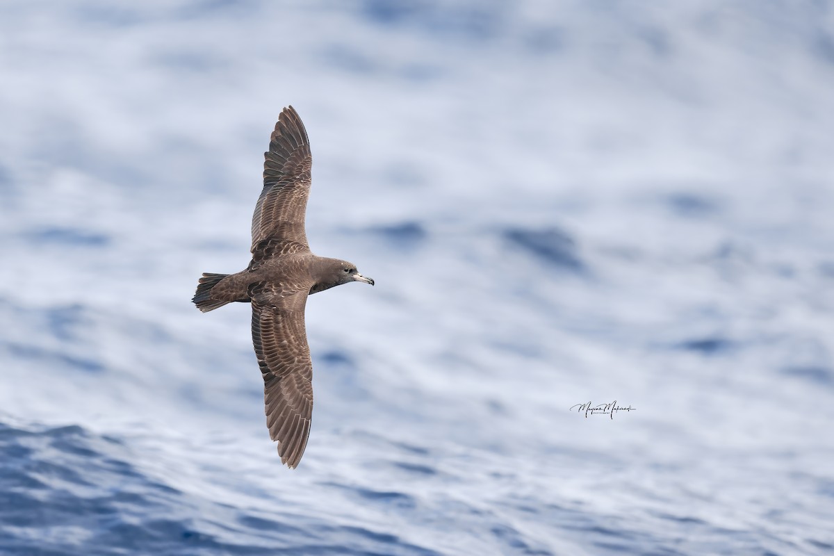 Flesh-footed Shearwater - ML616102226