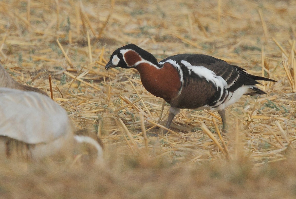Red-breasted Goose - ML616102234