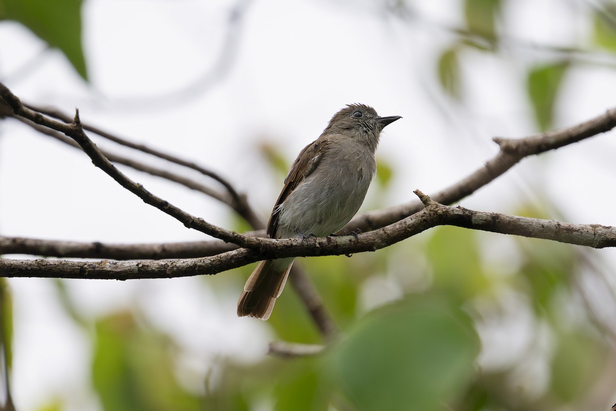 Sumba Jungle Flycatcher - ML616102237