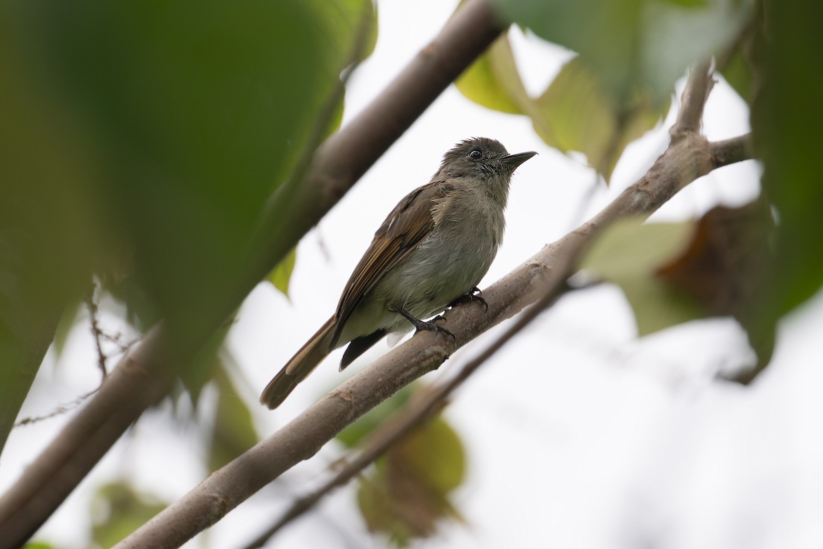 Sumba Jungle Flycatcher - ML616102238