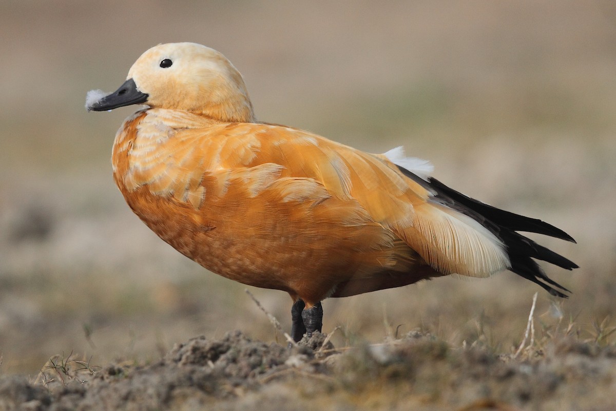 Ruddy Shelduck - ML616102240