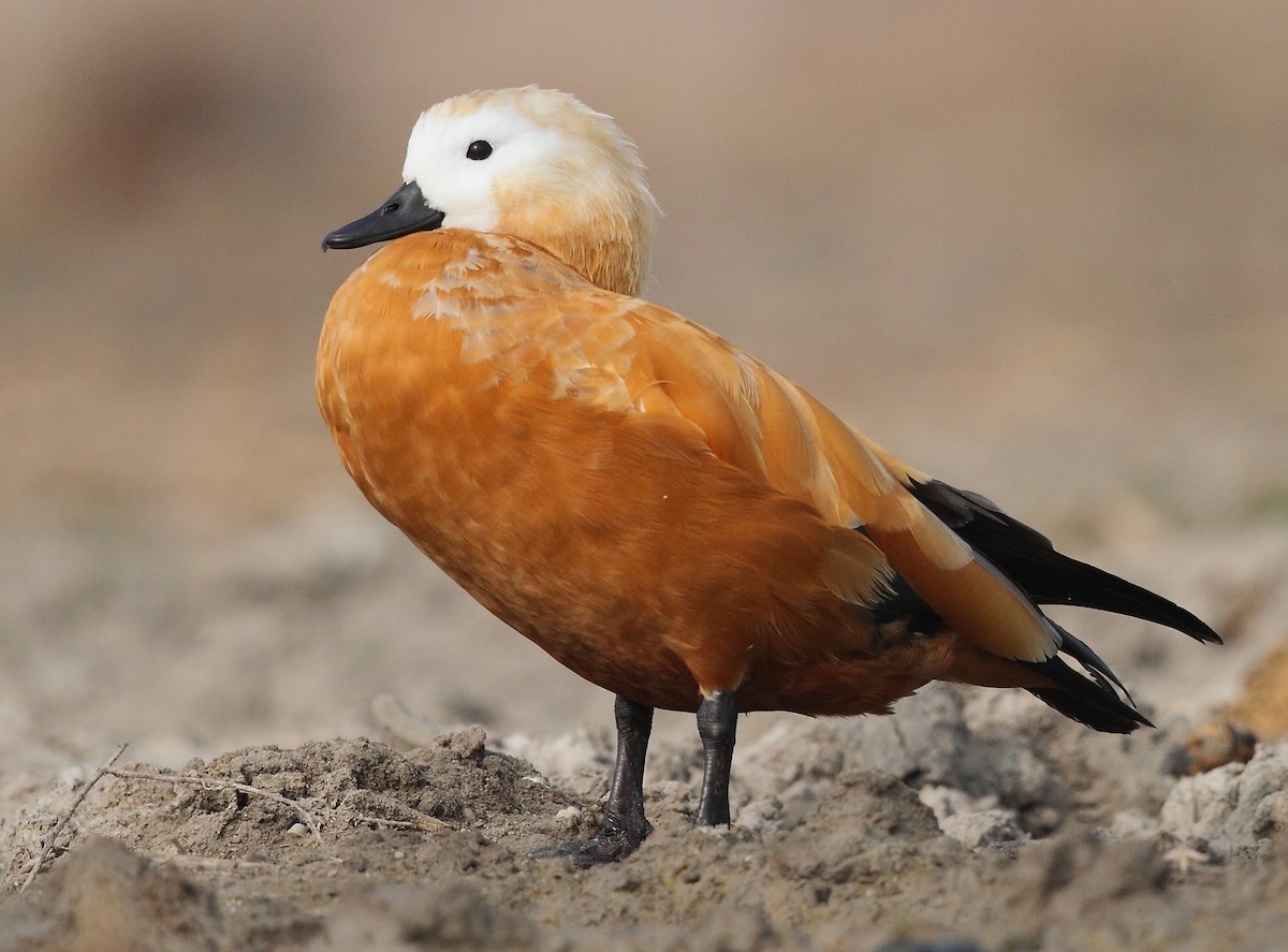 Ruddy Shelduck - Krishnan Sivasubramanian