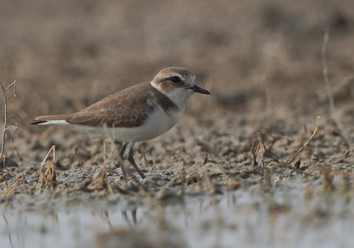 Kentish Plover - ML616102246