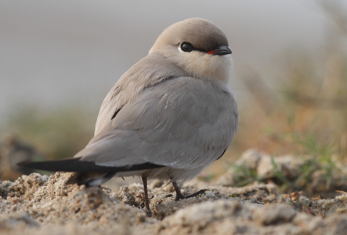 Small Pratincole - ML616102270