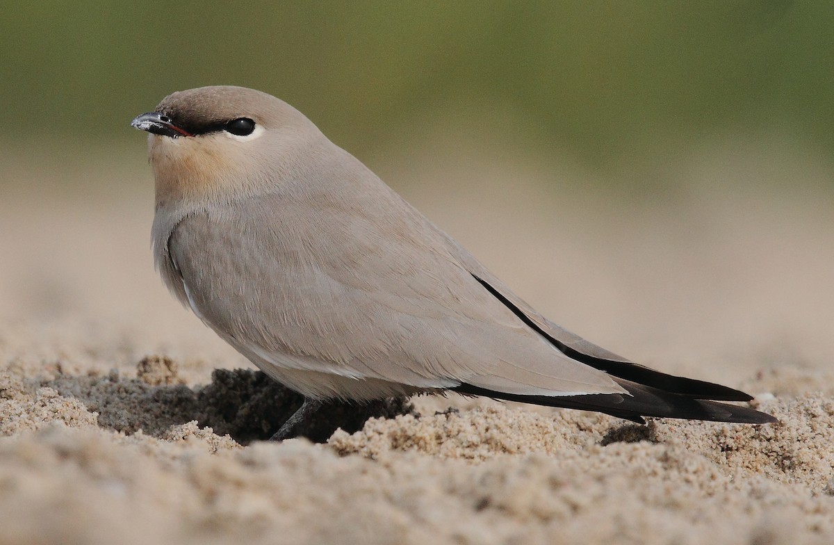 Small Pratincole - ML616102272