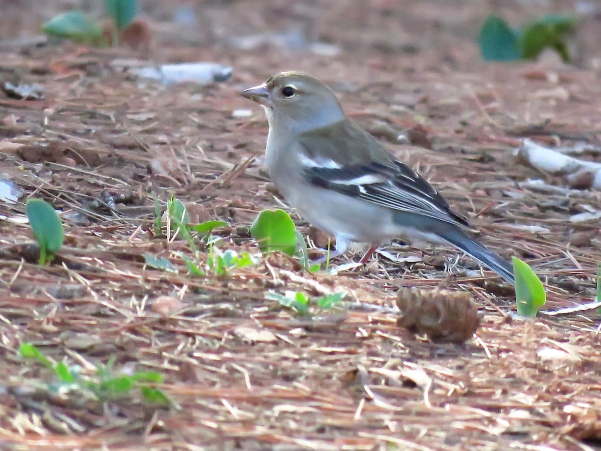 African Chaffinch (African) - ML616102286