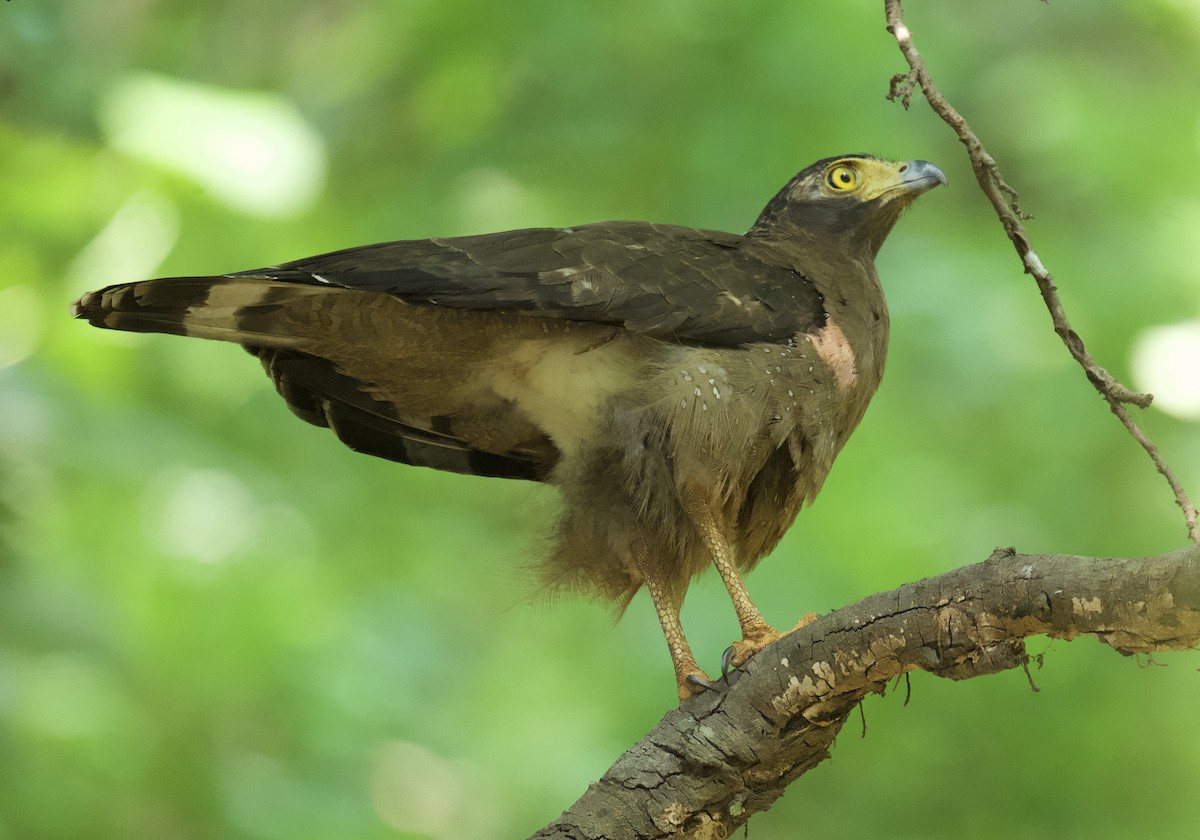 Crested Serpent-Eagle - Rahul Panda