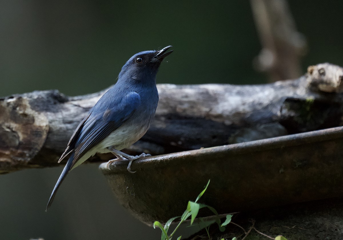 White-bellied Blue Flycatcher - Rahul Panda