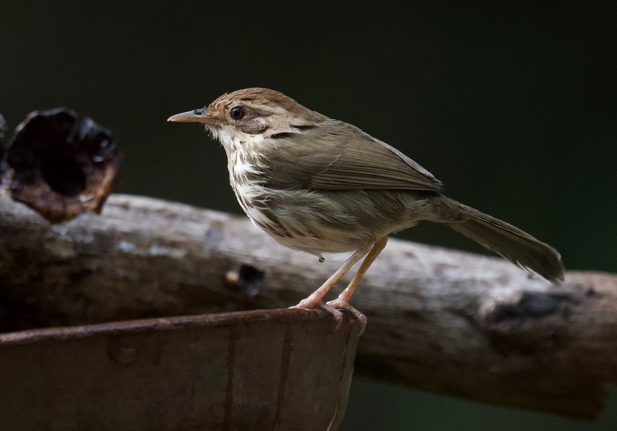 Puff-throated Babbler - Rahul Panda