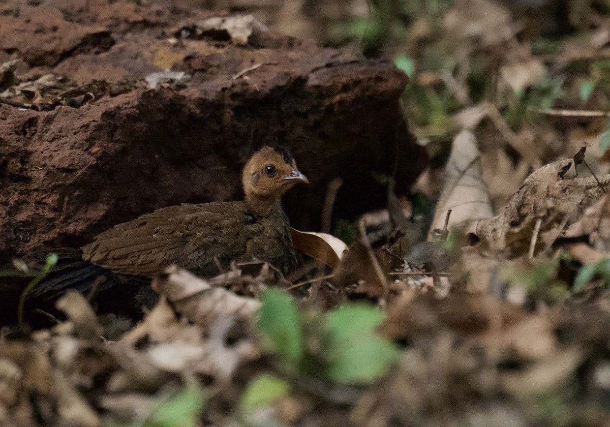 Red Spurfowl - ML616102401