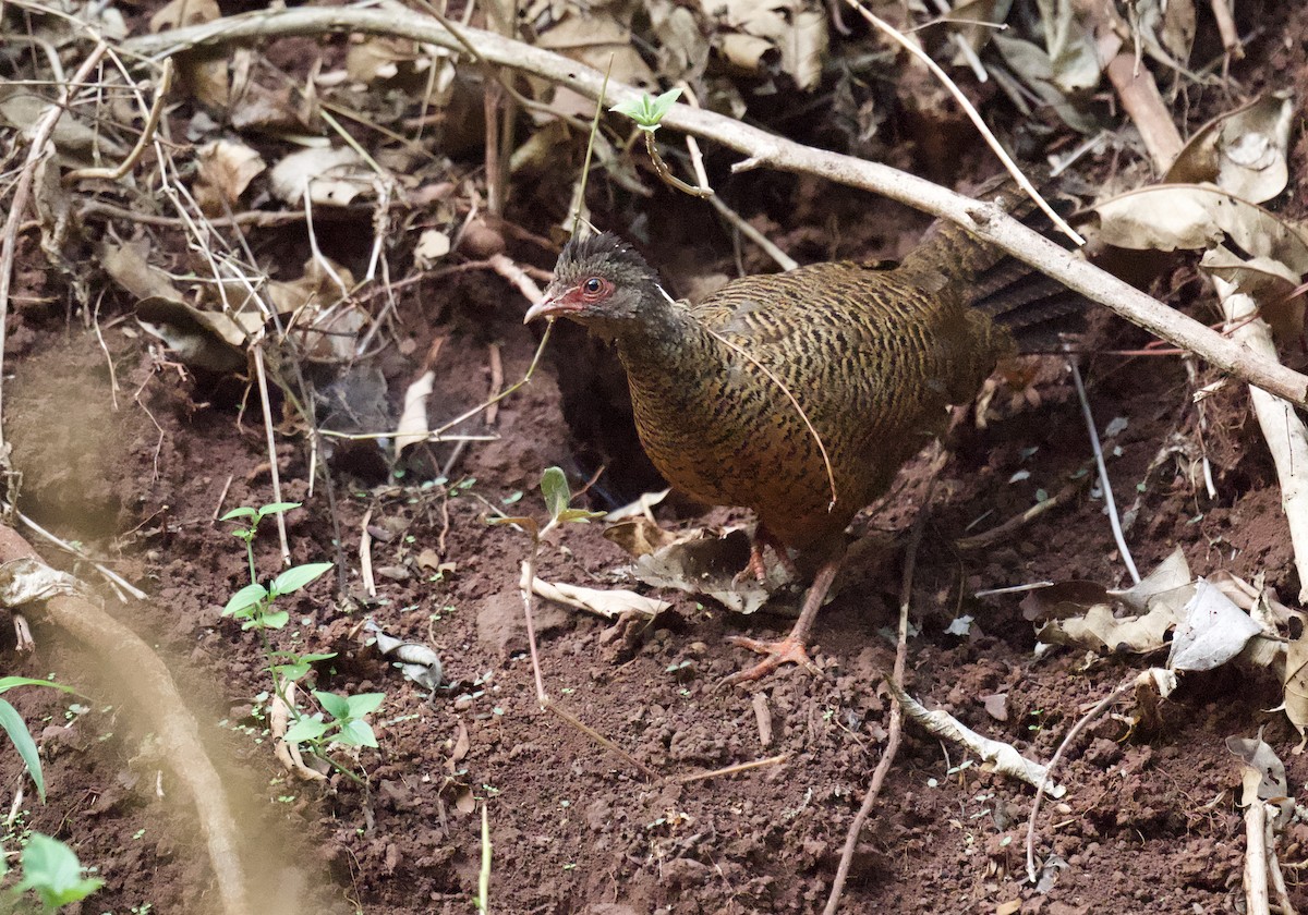 Red Spurfowl - ML616102404