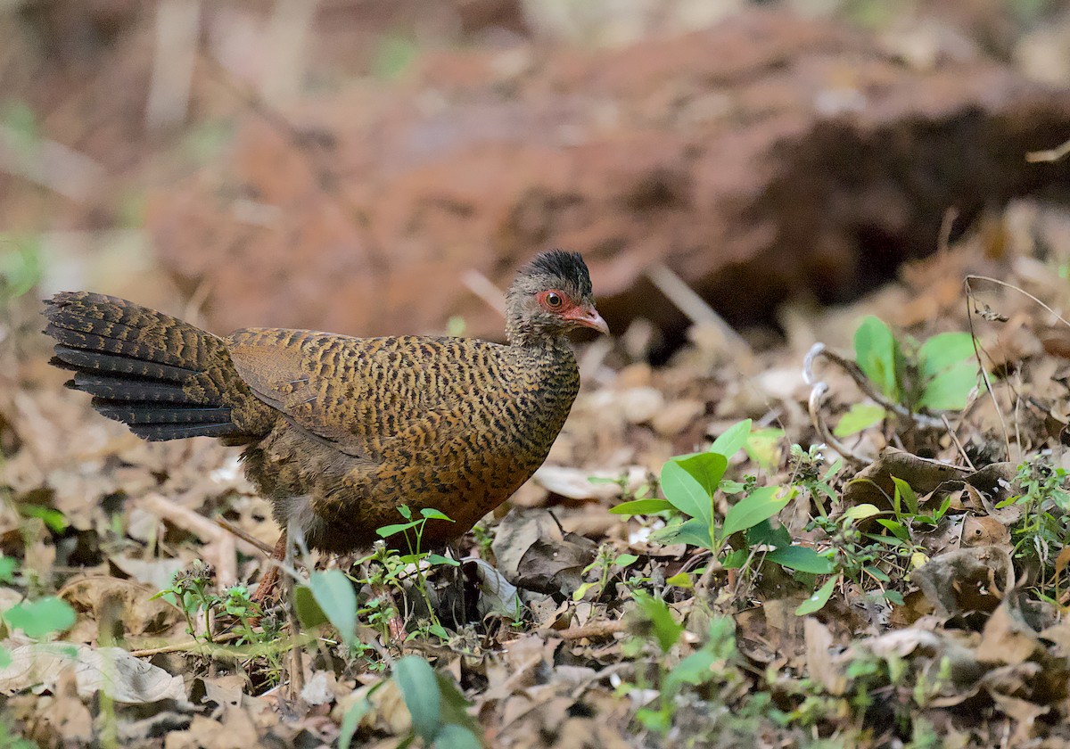 Red Spurfowl - ML616102405