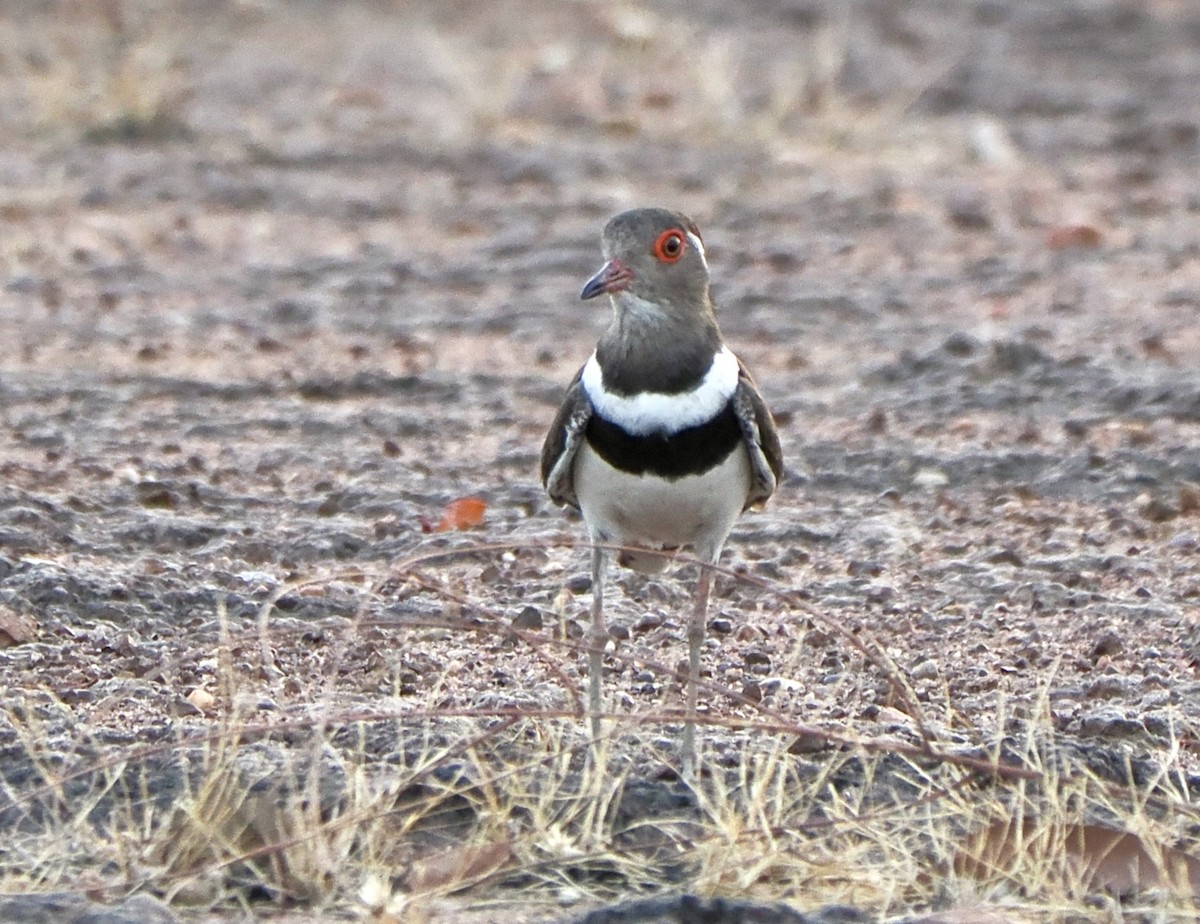 Forbes's Plover - Annette Teng