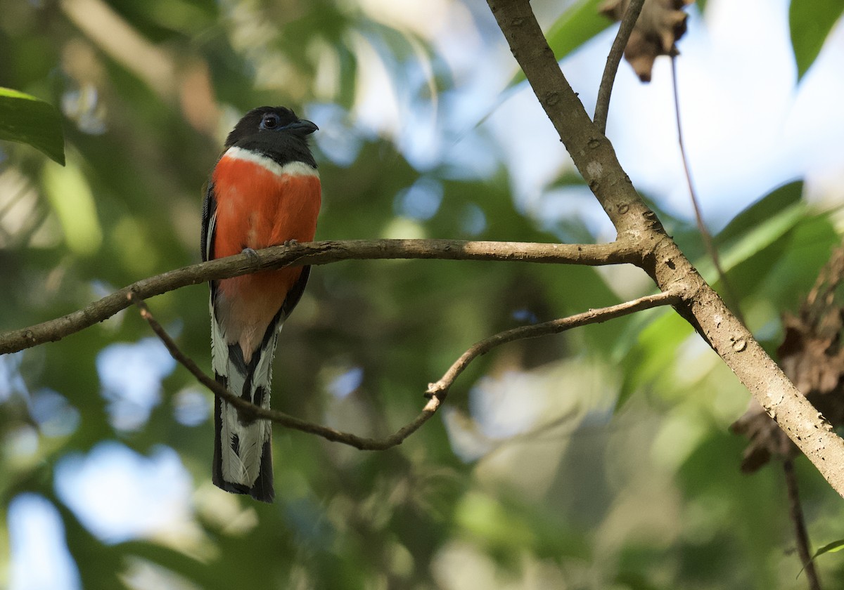 trogon indický - ML616102439