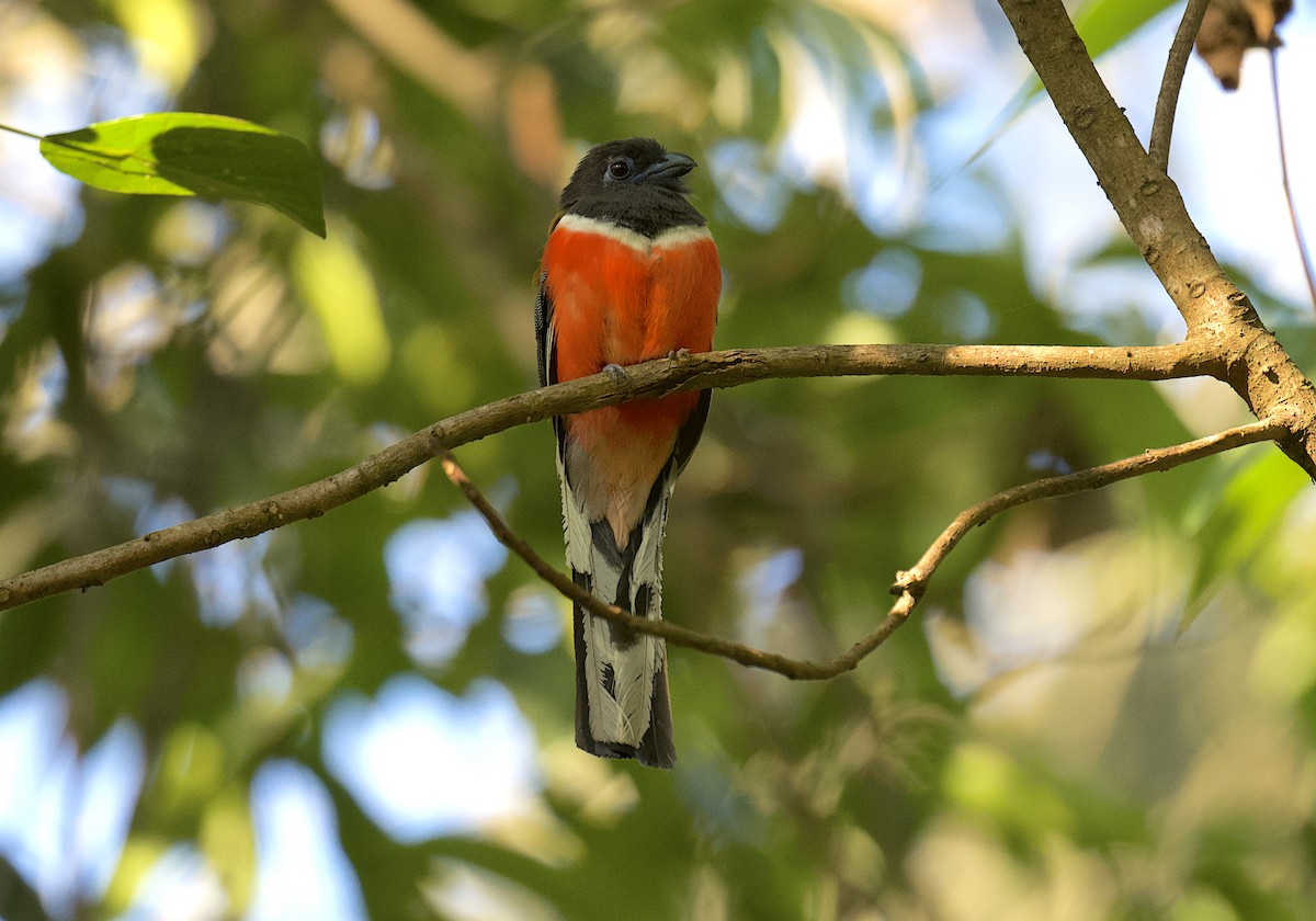 trogon indický - ML616102440