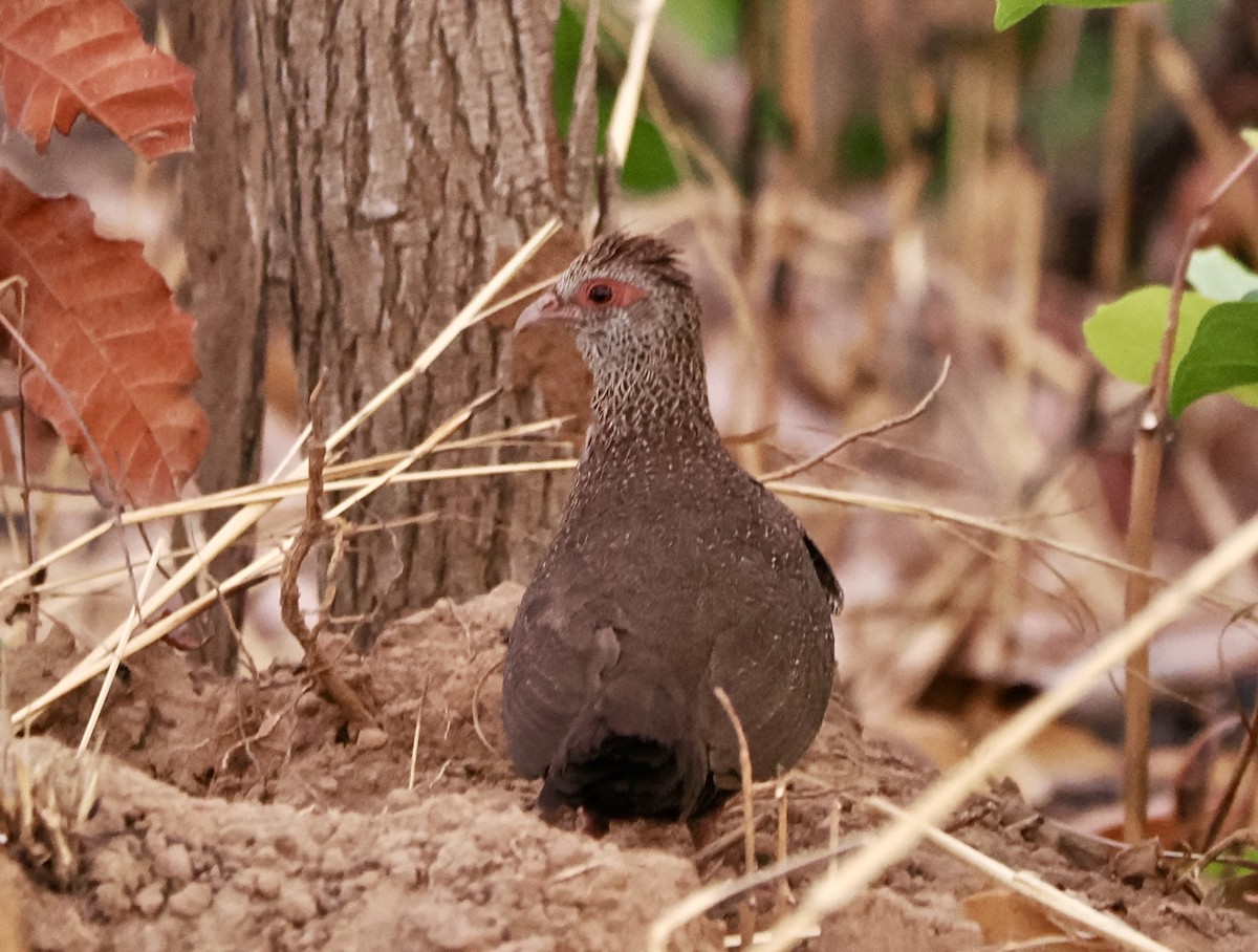 Stone Partridge - ML616102441