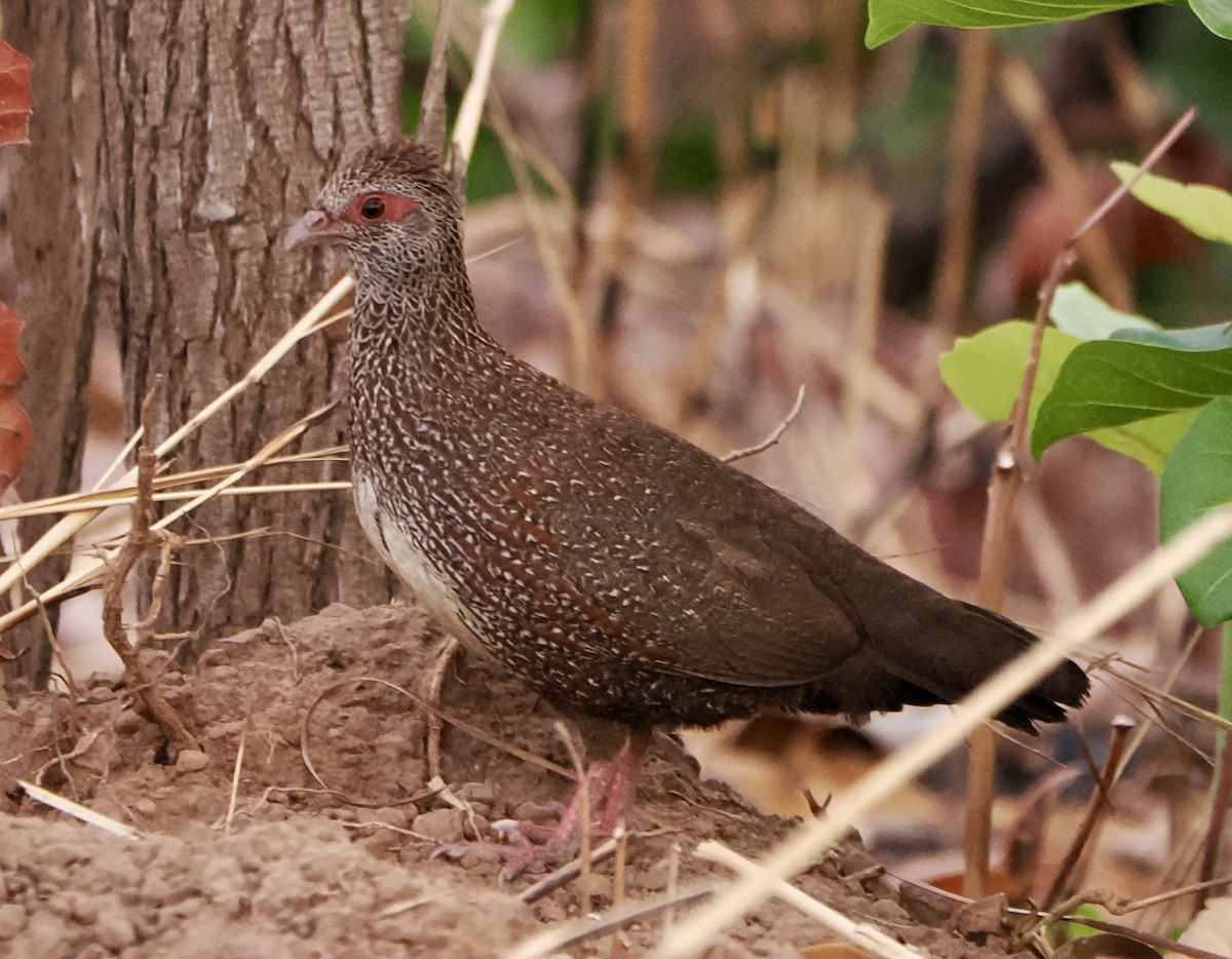 Stone Partridge - Annette Teng