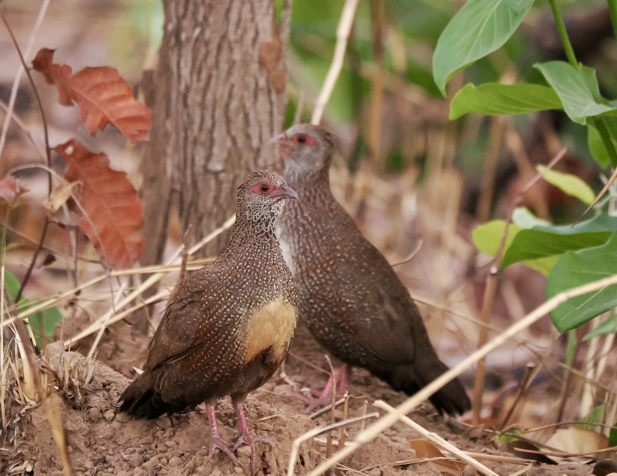 Stone Partridge - ML616102443