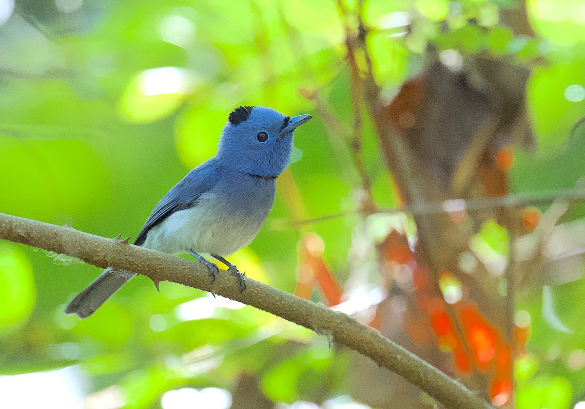 Black-naped Monarch - ML616102444