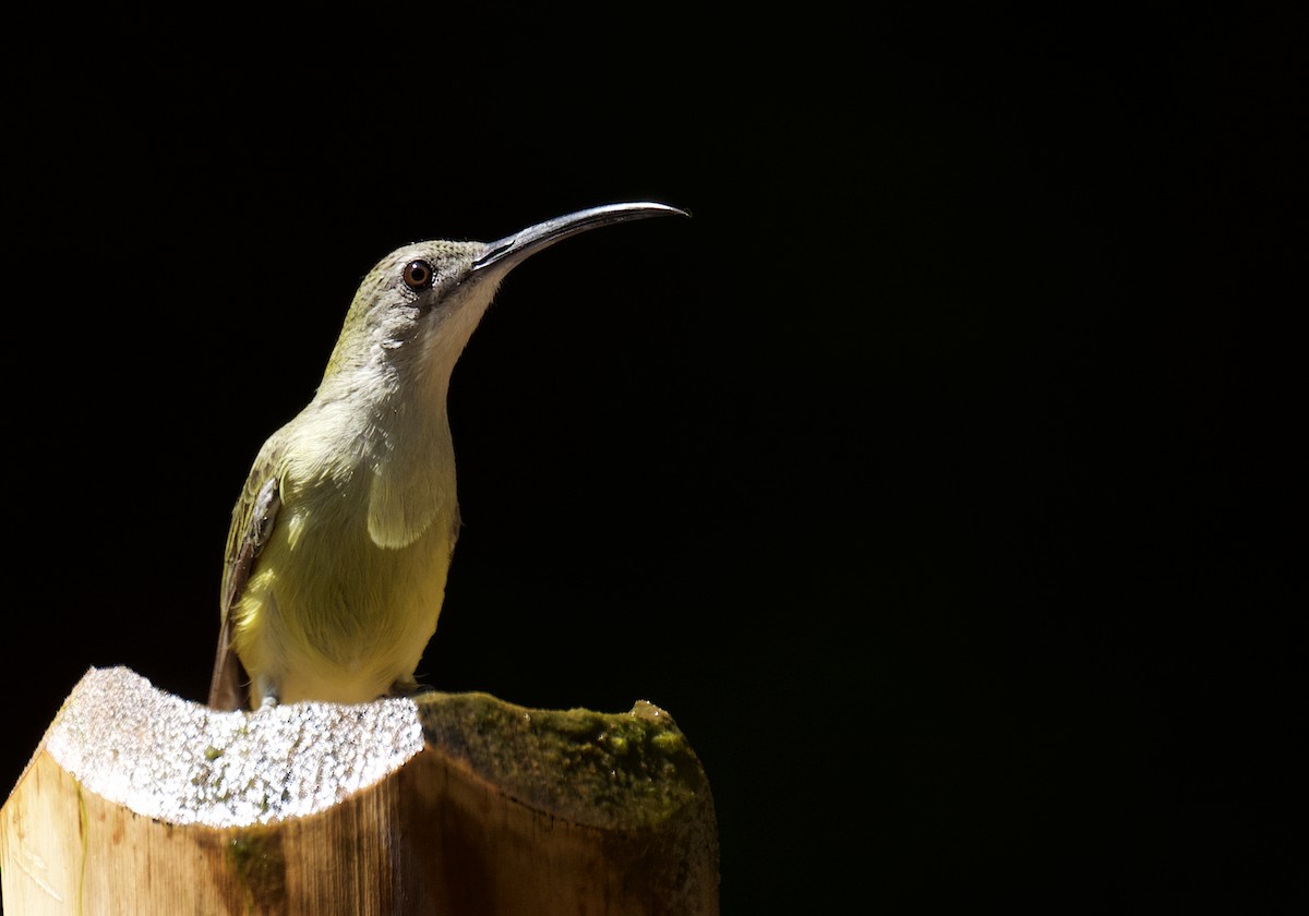 Little Spiderhunter - Rahul Panda