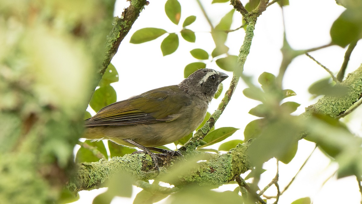 Green-winged Saltator - ML616102448