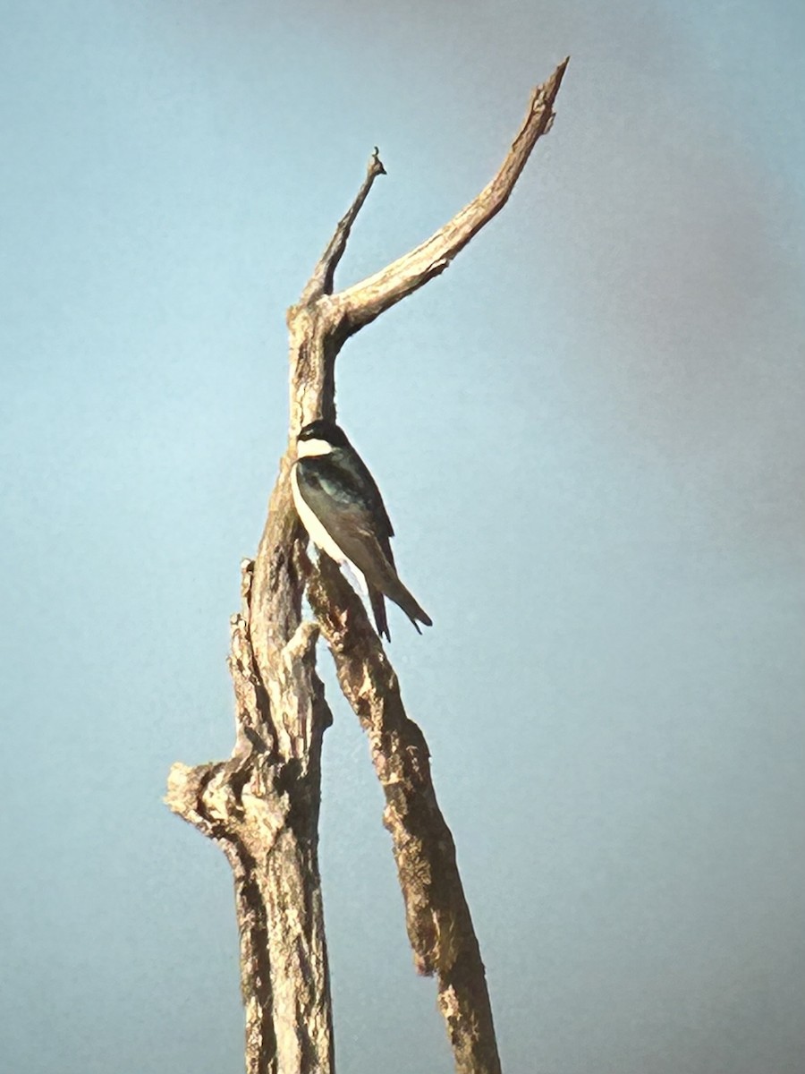 Tree Swallow - Glenn Long