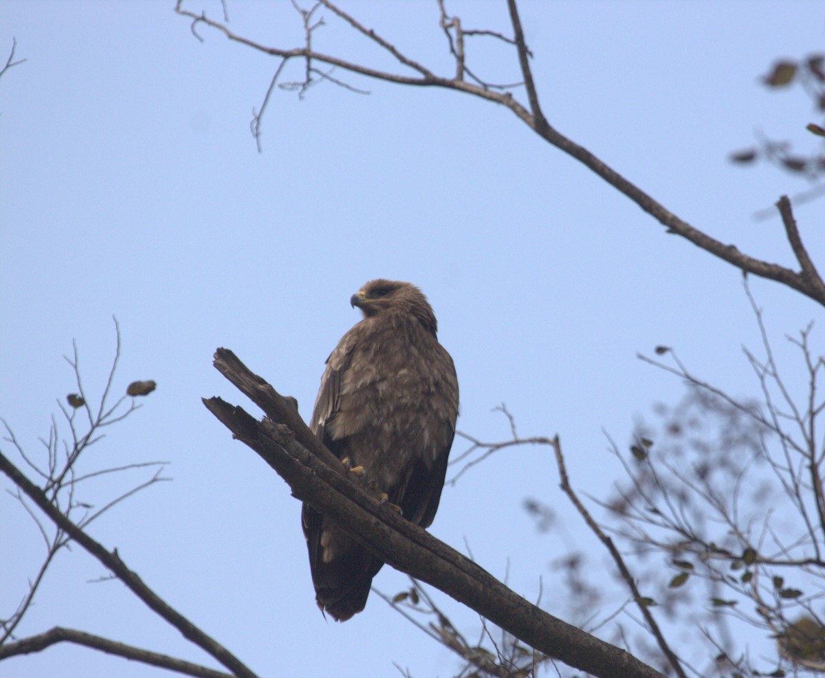 Steppe Eagle - ML616102529