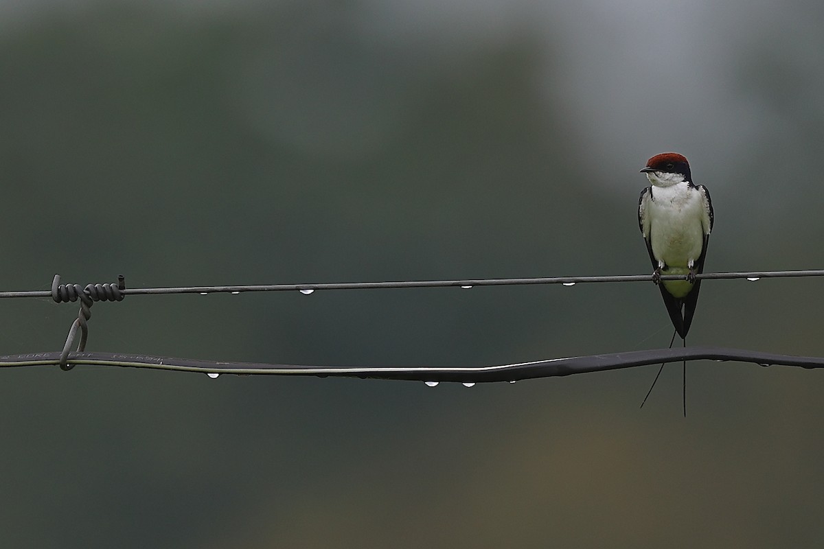 Wire-tailed Swallow - ML616102590