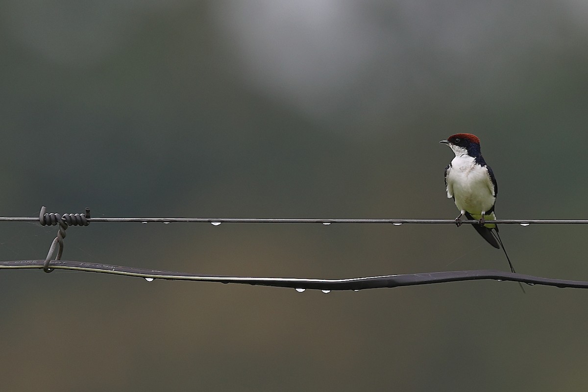 Wire-tailed Swallow - Krishnan Sivasubramanian